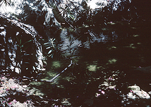 LEICA M3, SUMMICRON 2/50